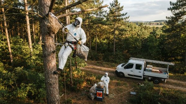 Spécialiste du traitement des chenilles processionnaires dans le 77 seine et marne : agissez vite pour votre sécurité !