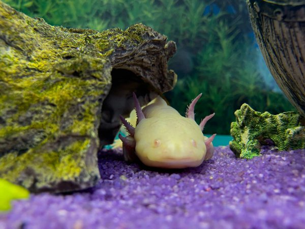 Comment prendre soin de la peau d'un axolotl pour éviter les infections?