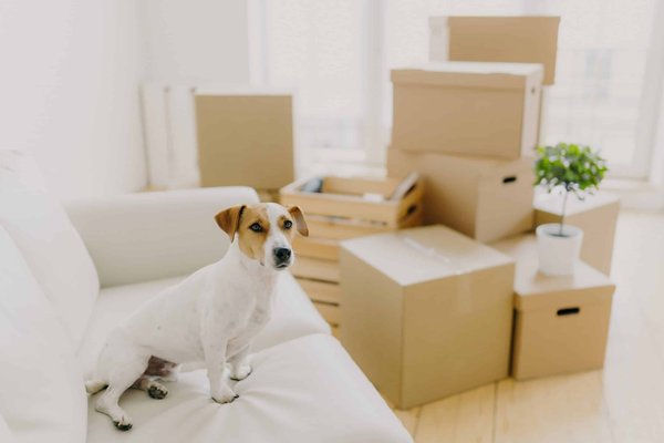 Quel est le meilleur environnement pour un chat de race Khao Manee ayant besoin d'une attention constante?